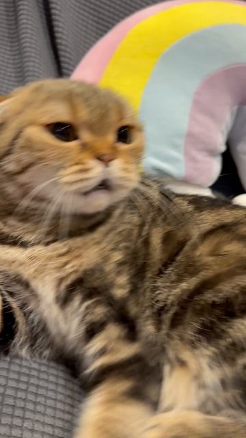 Злая шотландская кошечка 😺🐱