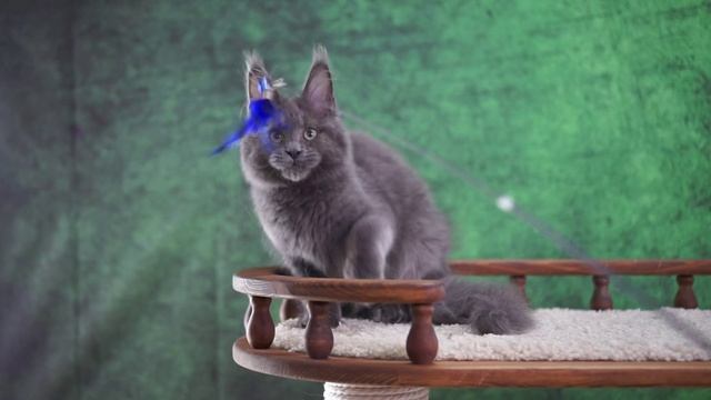 Vladimir 4,5 месяца