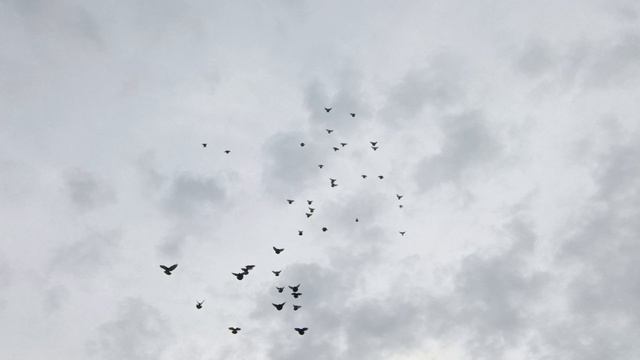 Голуби 2026 г. Март