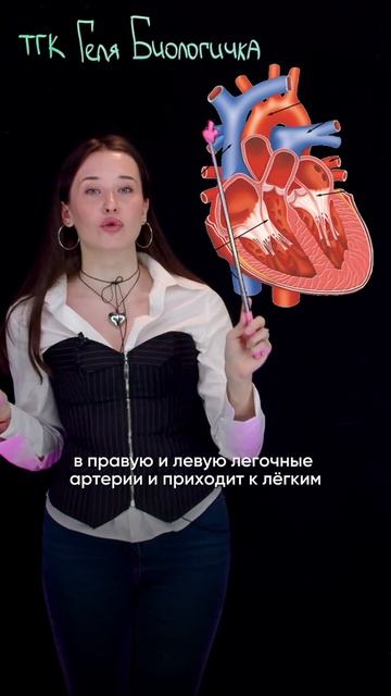 ПЕРЕСТАНЬ ИХ ПУТАТЬ‼️ Забирай ШПОРУ ПО КРУГАМ КРОВООБРАЩЕНИЯ в моем тгк в шапке канала #егэбиология
