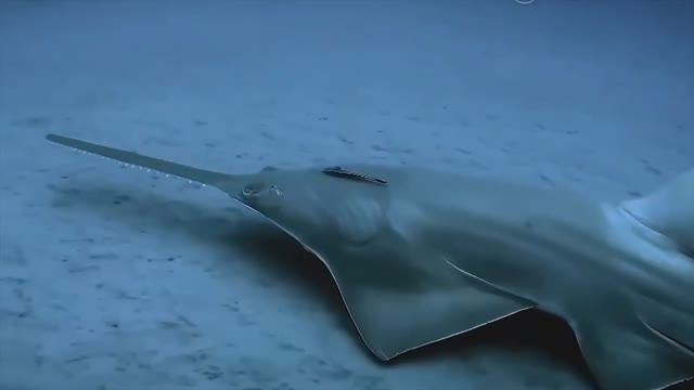 Учим Обитатели морей и океанов для детей лучшие мультики