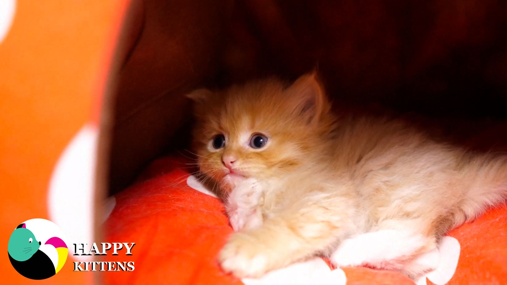 Котята быстро растут.