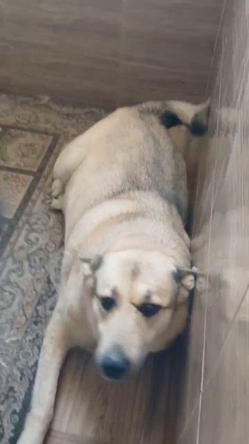 День выплаты помощи на питание- 🌭 первое число для всех передержек.