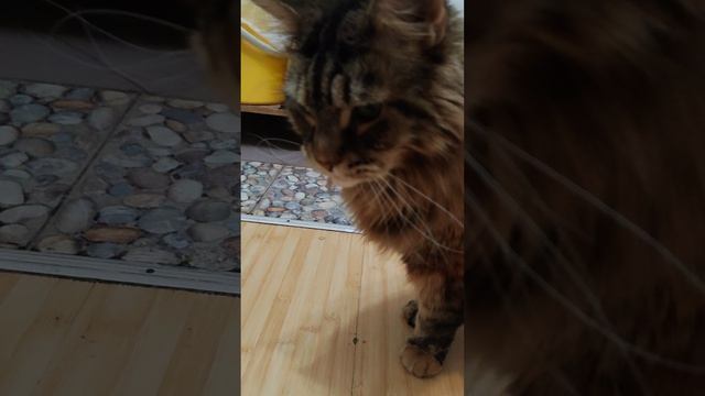 сакри в нейтрале