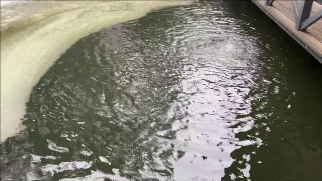 Могут ли карпы КОИ зимовать в пруду.Утки прилетели.Осетры поплыли