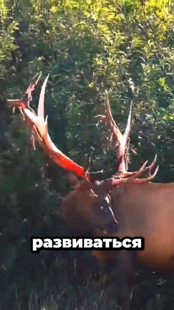 Почему олени обтирают рога до крови?#олени #рога #животные