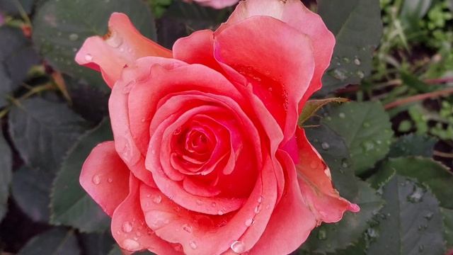 ✅️Мои цветы в студию!Релакс!