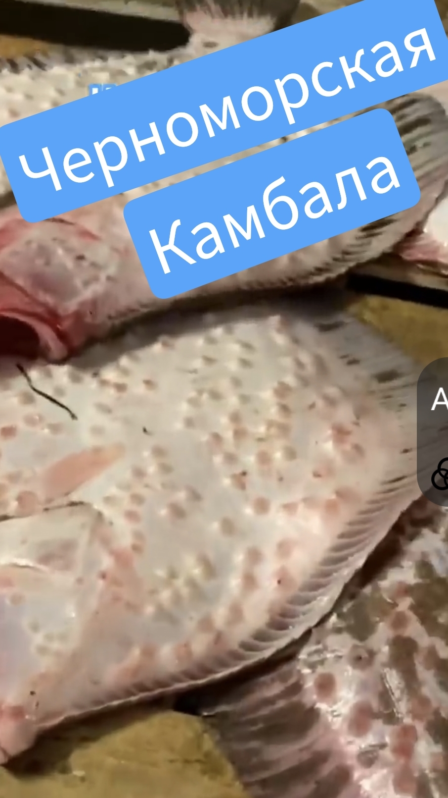 Крым Черноморское свежая камбала только с моря
