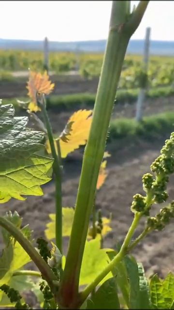 Придавливание над соцветием. Что происходит внутри побега