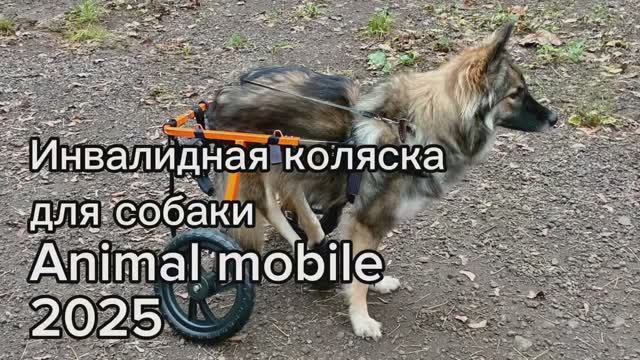 Инвалидная коляска для собаки