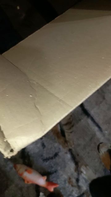 Басенджи Санечка и Сильвуша.Бодрое утро