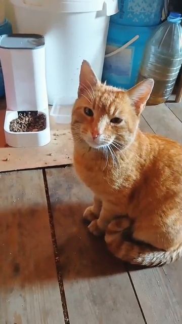 Ранения Рыжего