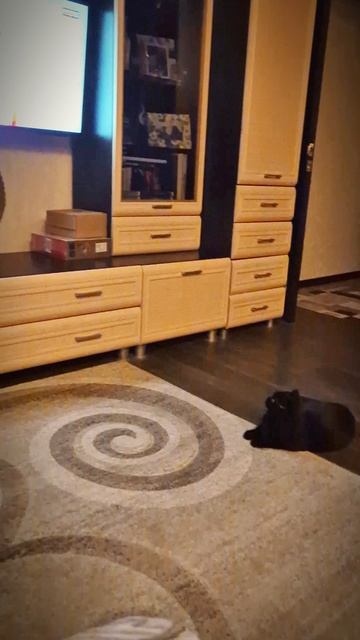 Футбол с кошкой 😄