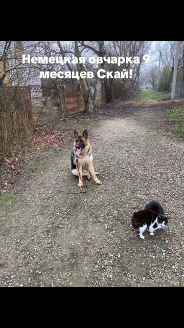 Немецкая овчарка 9 месяцев Скай!