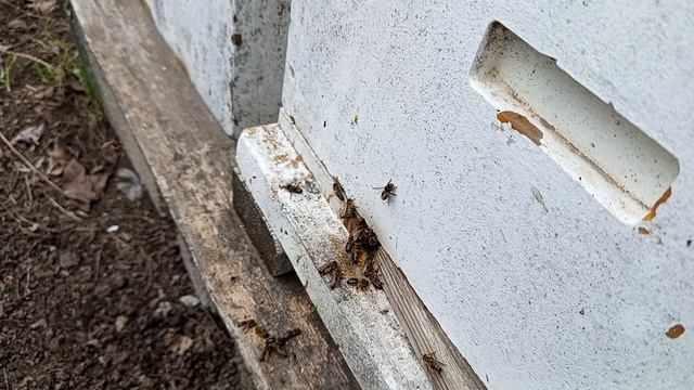 Вирусы наступают на мою пасеку.