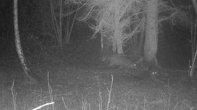 Видео фото ловушки