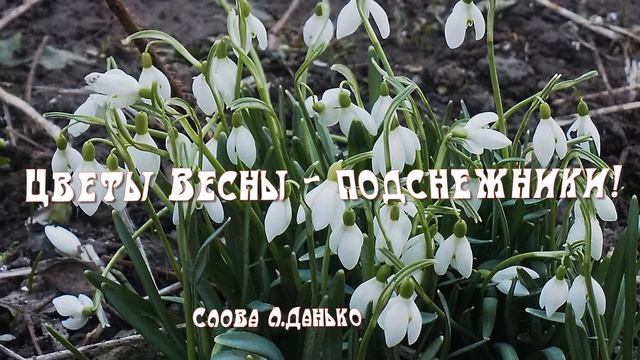 Цветы весны - подснежники