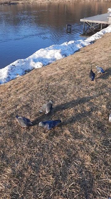 Голубь Ухажёр