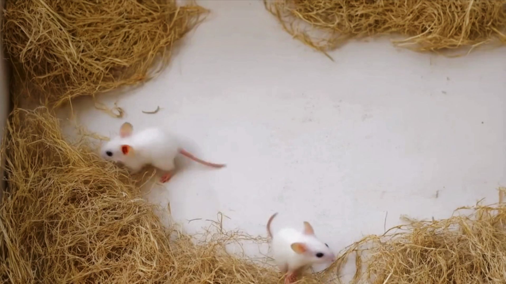 Видео для кошек со звуком | Мышки | 2 разных видео в 1