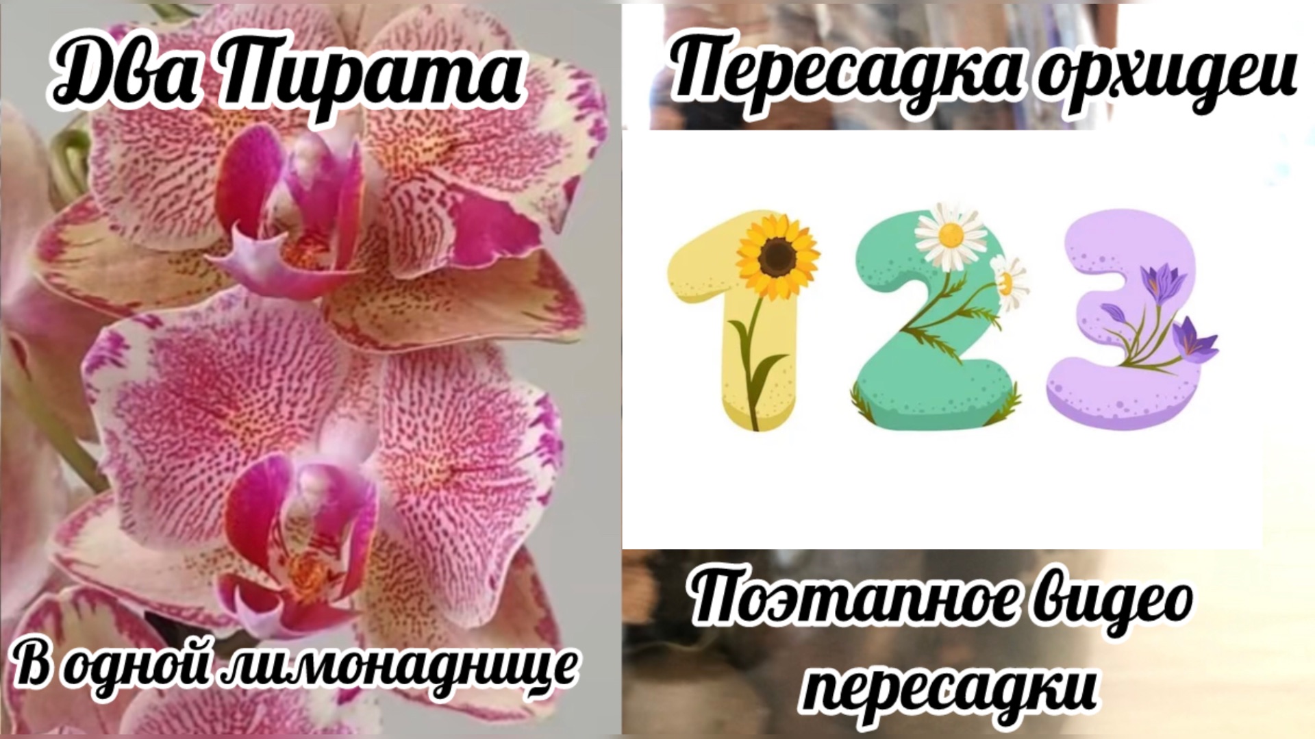 Поэтапное видео пересадки орхидеи Phal. Pirate Picotee, Пират Пикоти в закрытую систему