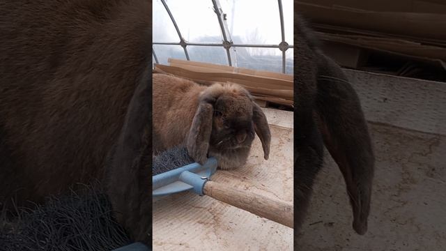 28-29 марта(подкидыши)