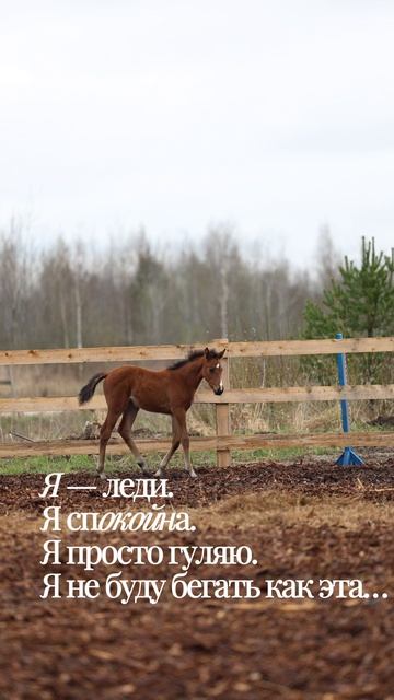Две маленькие кобылки