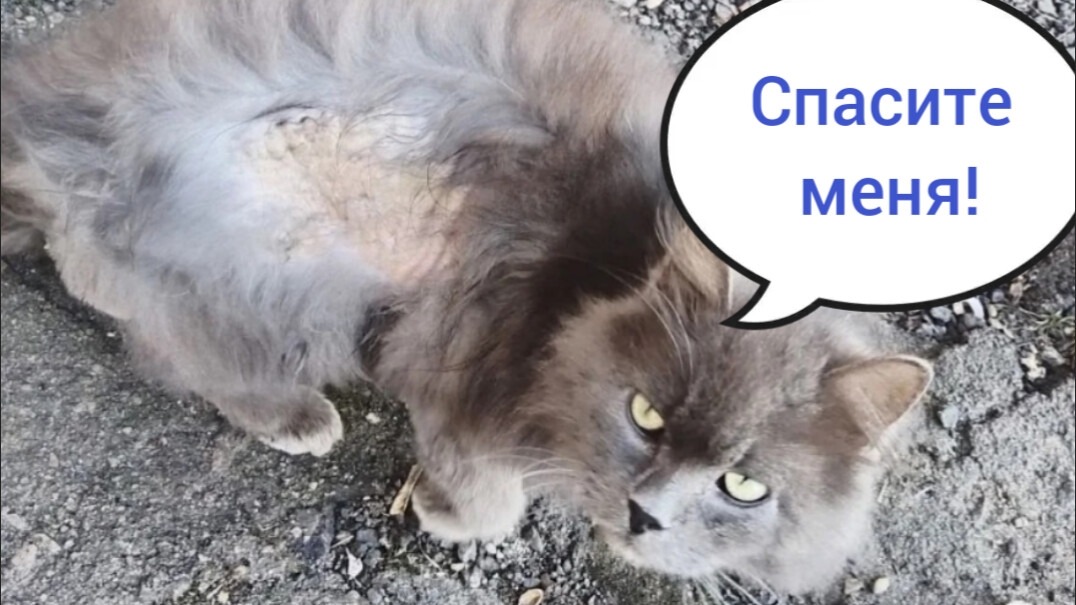 Травмированный Самсон из Сафоново приехал к нам на лечение. Начинаем лечение, держим ✊️✊️✊️