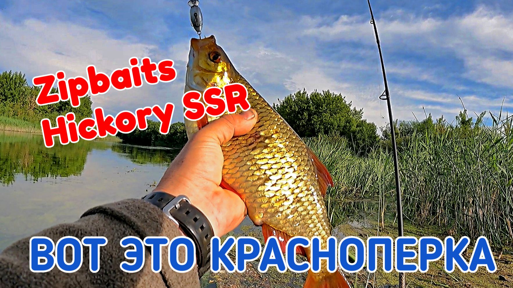 Zipbaits Hickory SSR принес трофейную красноперку!