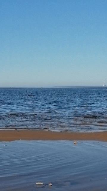 Финский залив