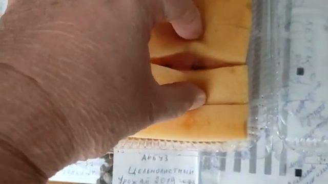 Дача 6 соток. Арбузы на даче.