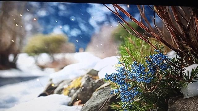 Рыма Чек - Диванная должна упасть ей в ноги