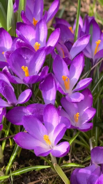 Самые первые цветы весной дарят красоту миру