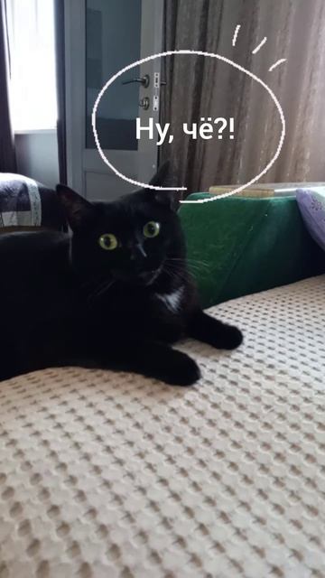 Котик смотрит Машу и Медведя