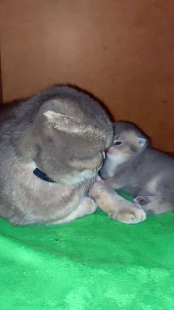 Семейка МУР-МЯУ