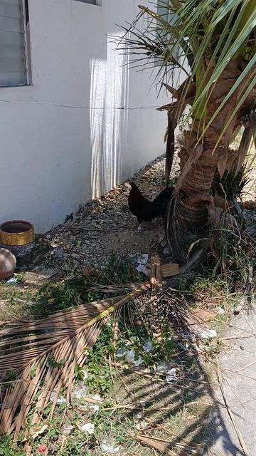 Подселили петуха:) #жизньнафилиппинах #семьявместе #филиппины