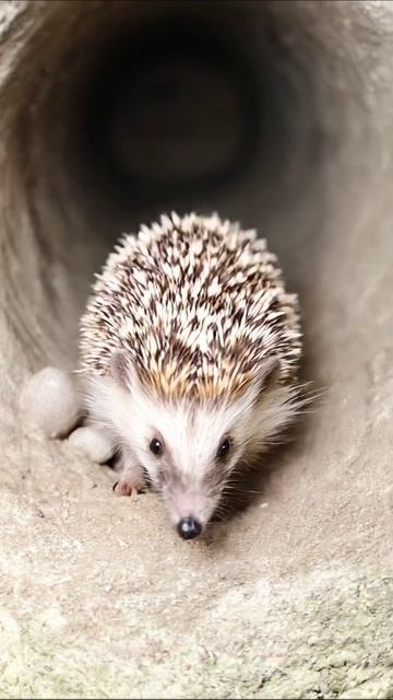Ежик в тоннеле: забавные приключения #еж #животные #приключения