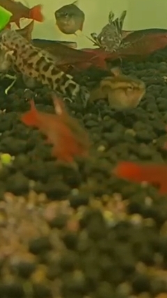 Аквариумная рыбка барбус вишневый и таракатумы. Наш адрес город Курск проспект победы д10
