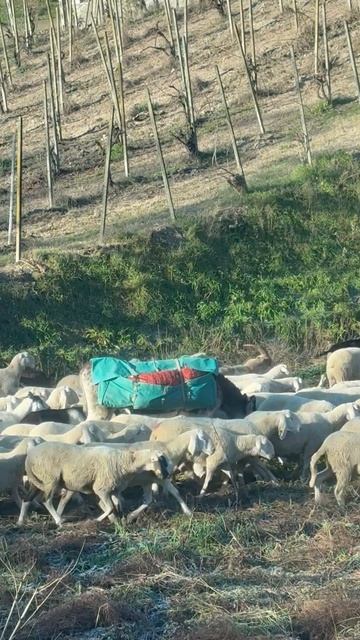 Неожиданная встреча на дорогах Италии