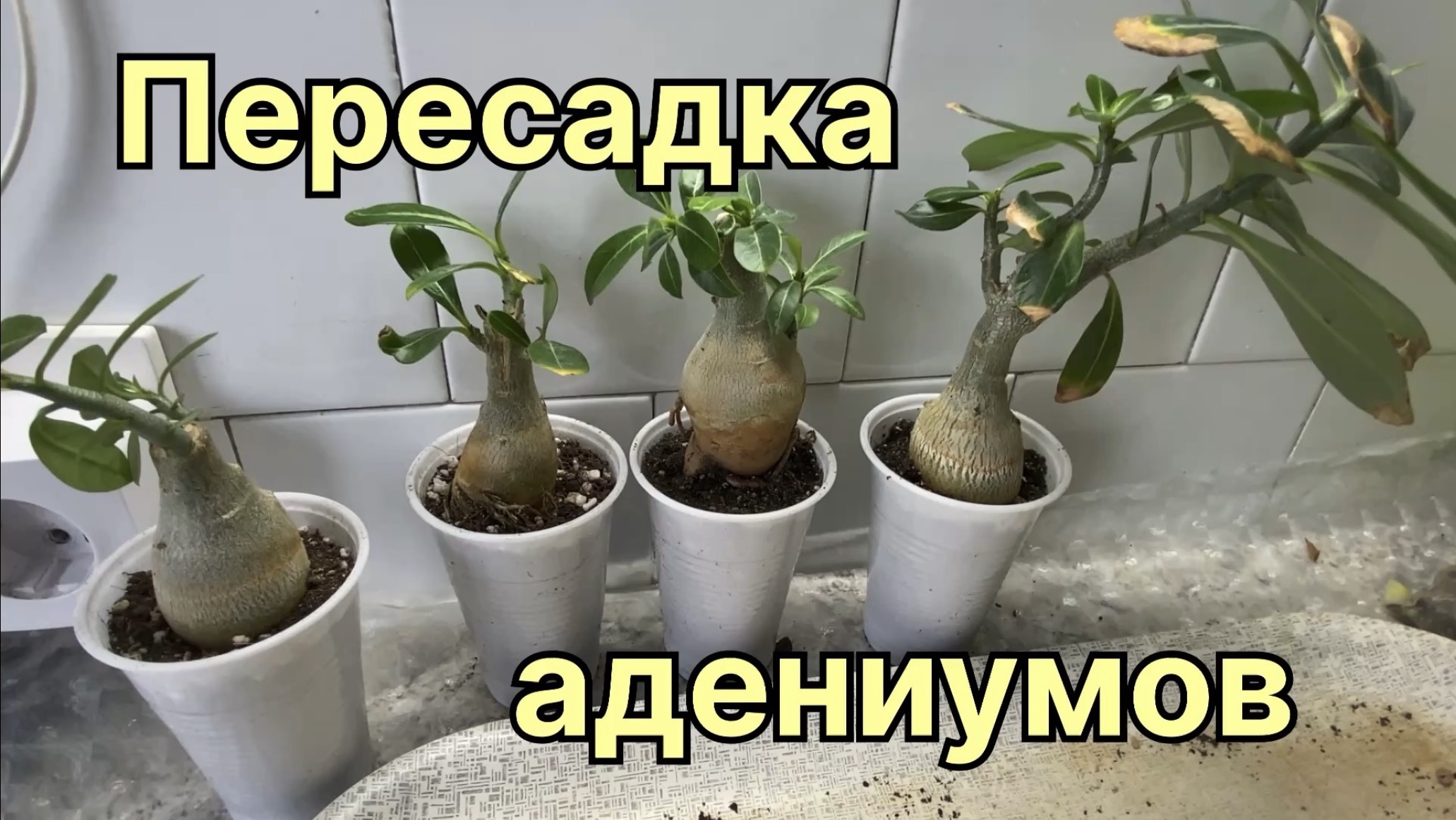 Пересадка адениумов. Упущенные возможности. Исправить невозможно. 3 апреля 2026 г.