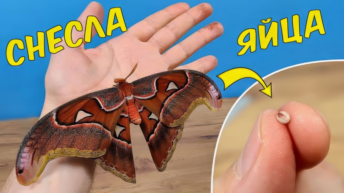 A61a9630632207483b2f7b089961b879