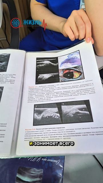 УЗИ глаза животным в Калуге. Ветеринарная клиника Жизнь