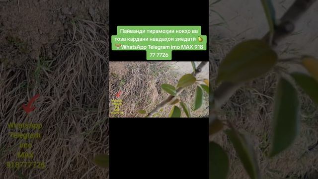 Пайванди тирамоҳии нокҳо ва тоза кардани навдаҳои зиёдатӣ 🍐✂️WhatsApp Telegram Imo MAX 918 77 7726