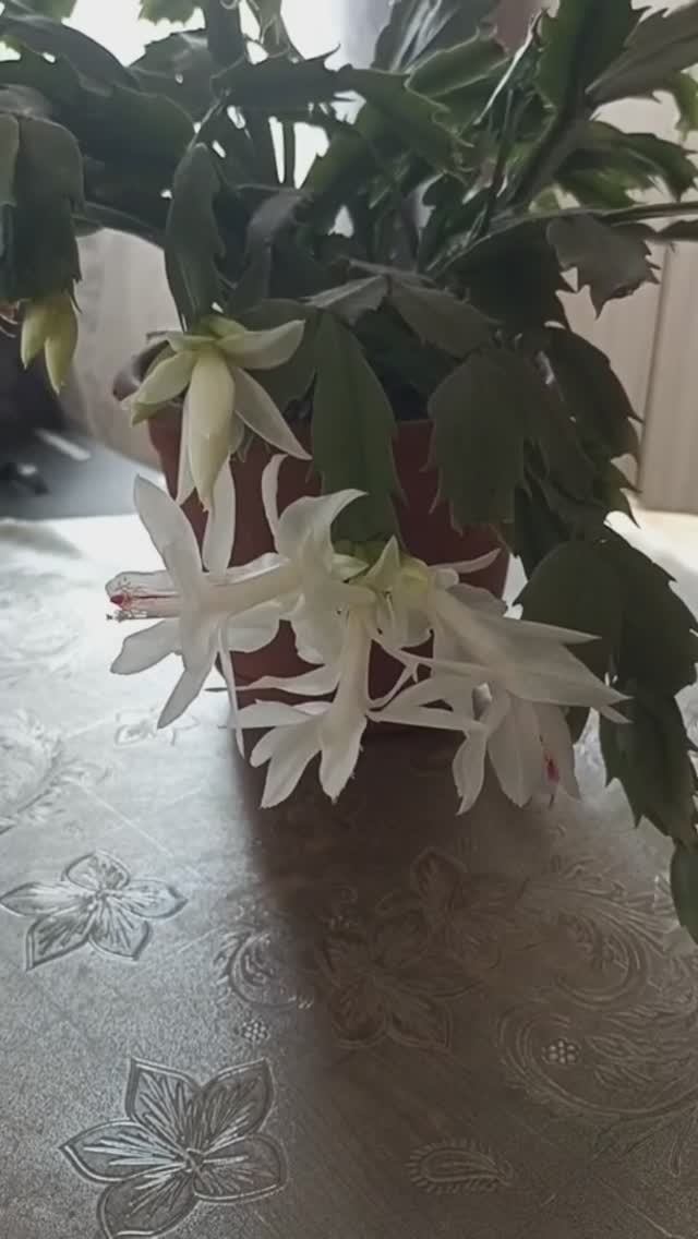 Декабрист зацвёл в марте.