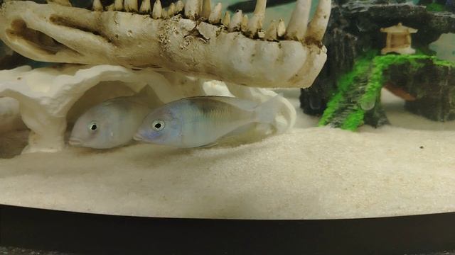 Цихлиды едят