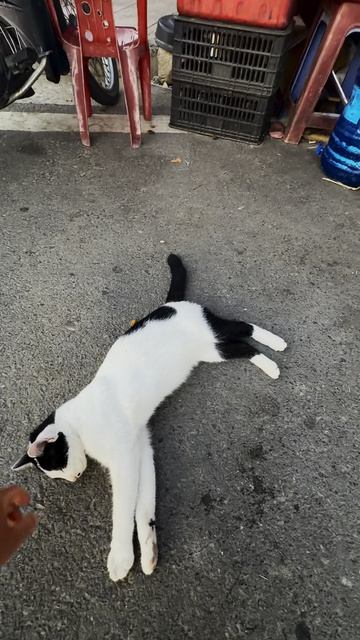 Мой любимый котейка. Вьетнам 🇻🇳