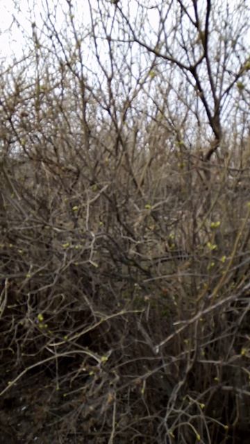 Апрельская импровизация (моё личное стихотворение)