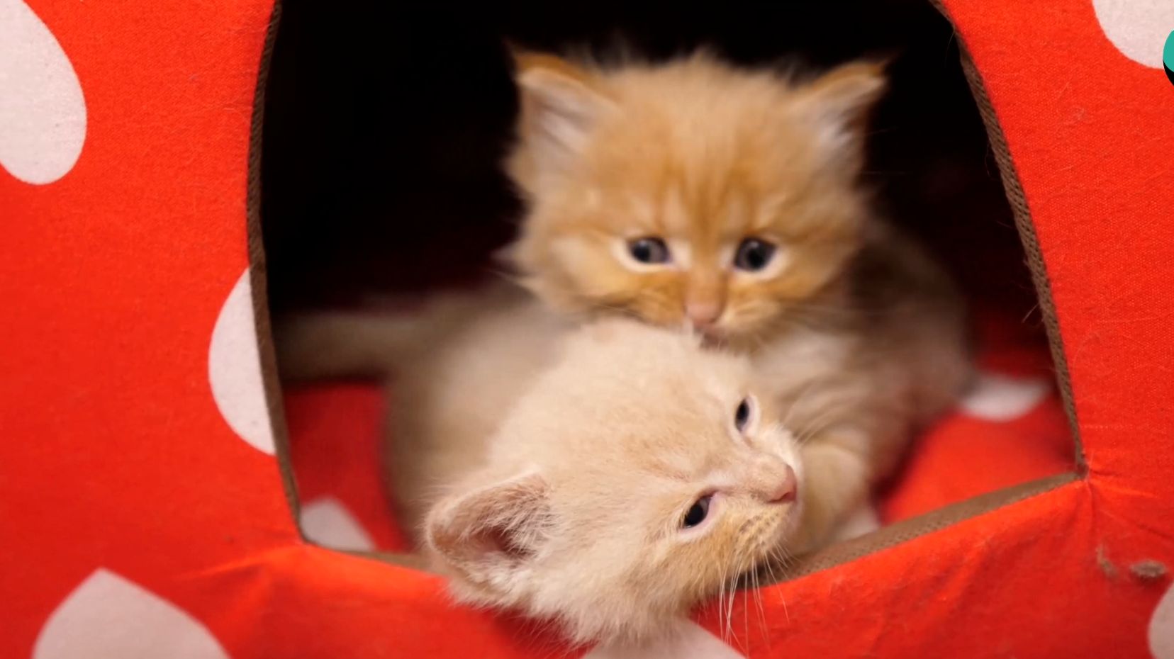 После игры мама-кошка Зена кормит своих котят.