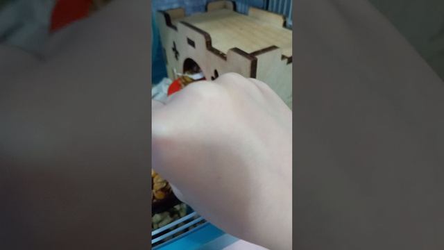 как кушают мои хомячки Возвращение на канал❤❤❤❤❤❤❤