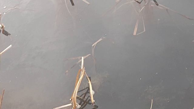 КРУПНЫЙ КАРАСИК ЗАМОР ПОГИБЛО РЫБКИ