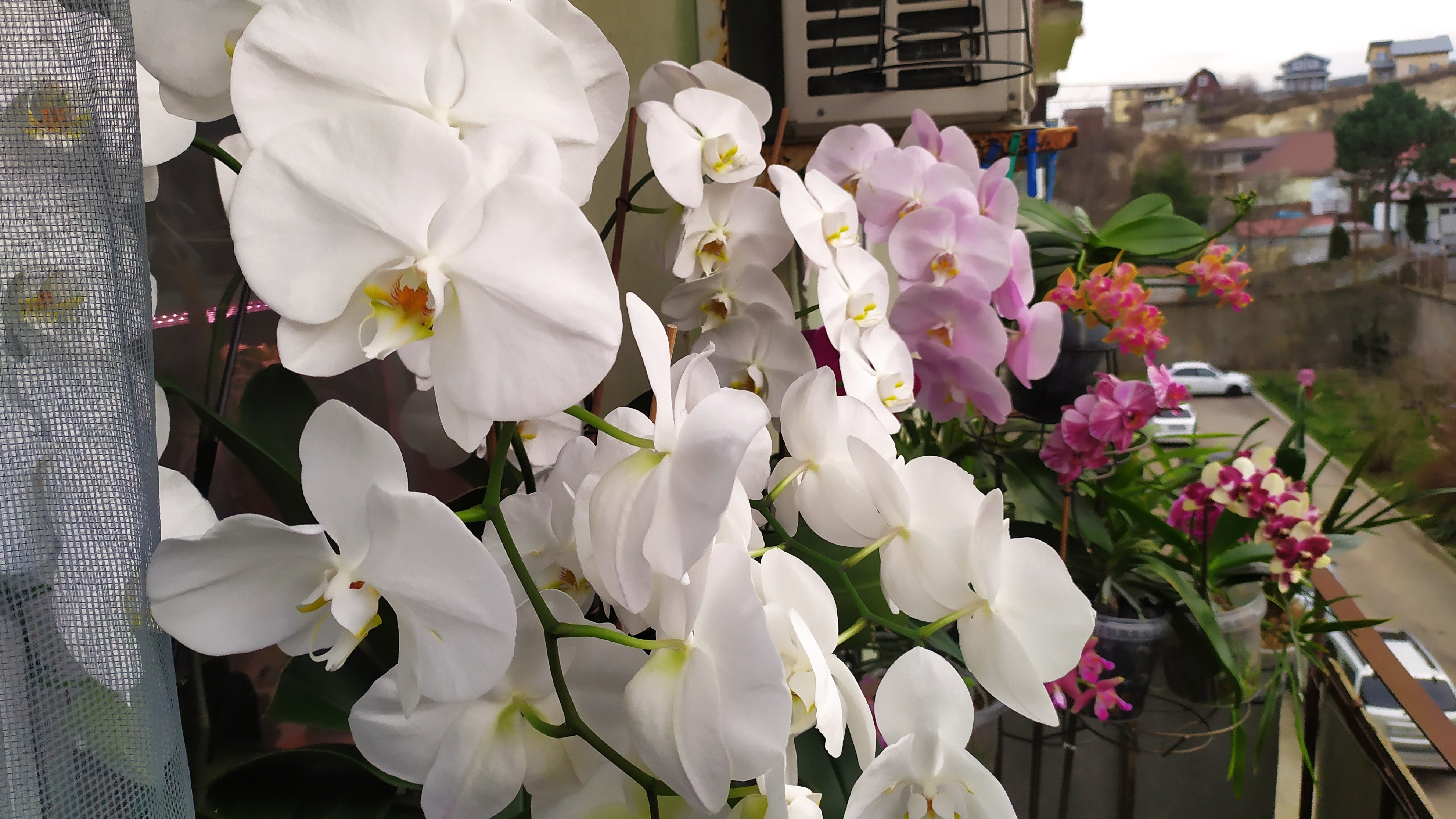 Гигантские орхидеи. Орхидеи Бабочки и другие фаленопсисы. Домашние цветение орхидей.